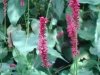 dsc04252s