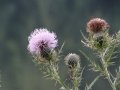DSC09901