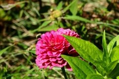 DSC02036