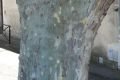 prow1243