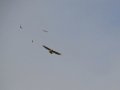 DSC05634