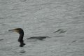 kormoran