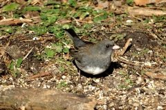 DSC04901