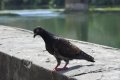 quack_02-32