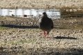 quack_02-41