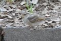 quack_02-43