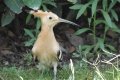 quack_02-48