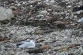quack_04-15