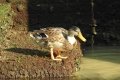 quack_04-21