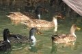 quack_04-22