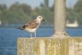 quack_04-23