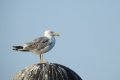 quack_04-24