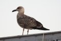quack_04-25
