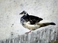 DSC05584.JPG