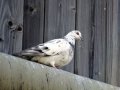DSC05590.JPG