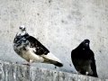 DSC05592.JPG