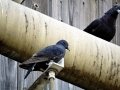 DSC05606.JPG