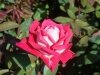 dsc04386s
