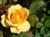 dsc04390s