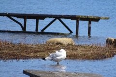 DSC06394