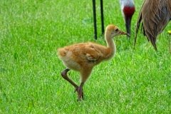 DSC00948
