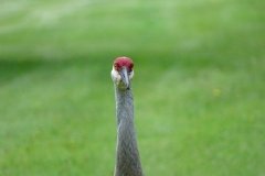 DSC00956