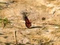 CDD_9849