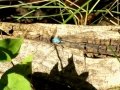 DSC00096