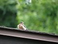 DSC09991