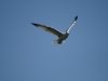 img_5834s