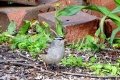 DSC00171