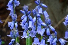 DSC00545