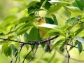 CDD_8386