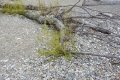 DSCN9943