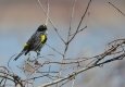 CDD_4473