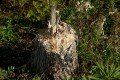 D85_1572a