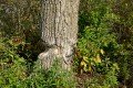 D85_1575a