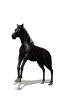 https://madagaskar08.pl/wp-content/uploads/2013/02/konie0211.gif