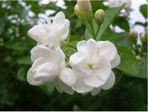 jasminum