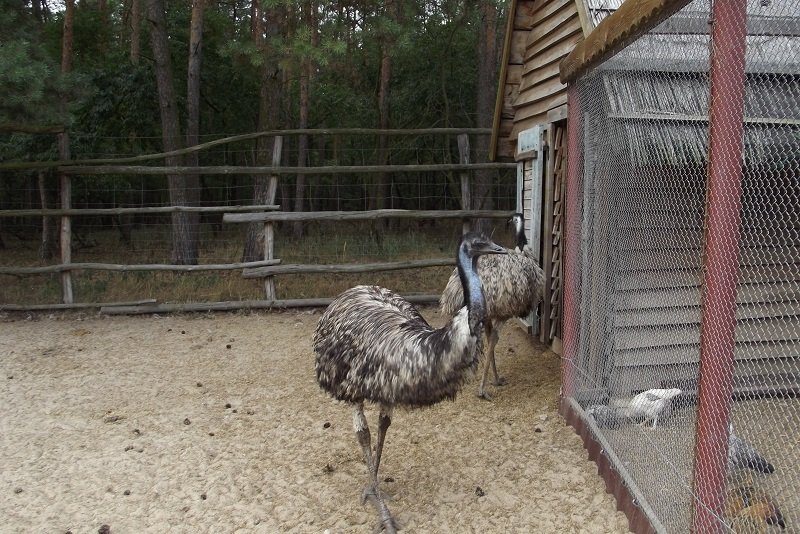 emu