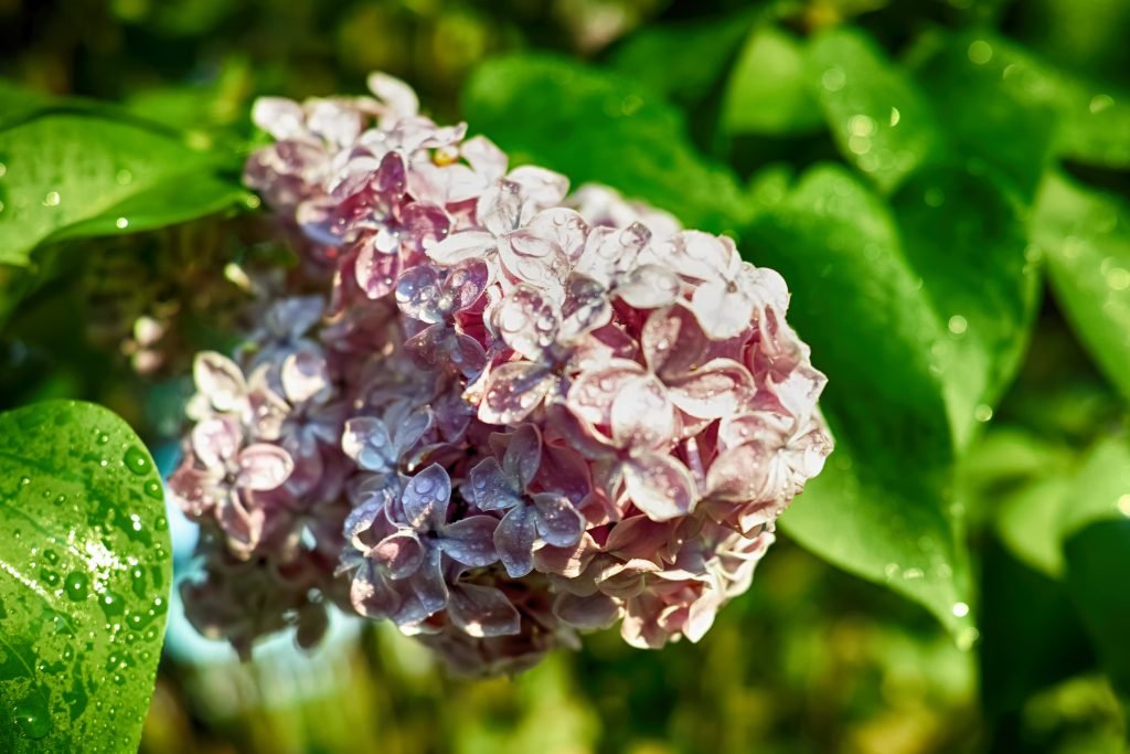SDIM0093